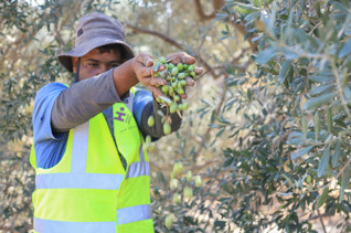 Olive Trees