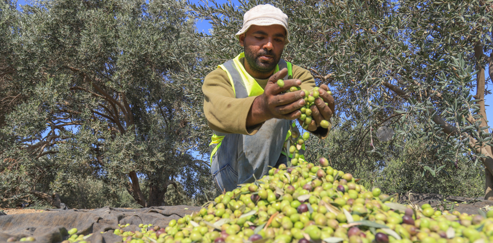 Man sorting the harvested olives