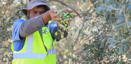 Olive Trees